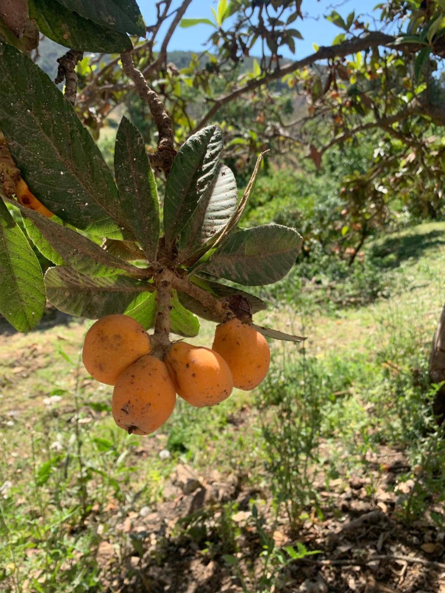 El Bufon De La Corte Carratraca Exteriör bild